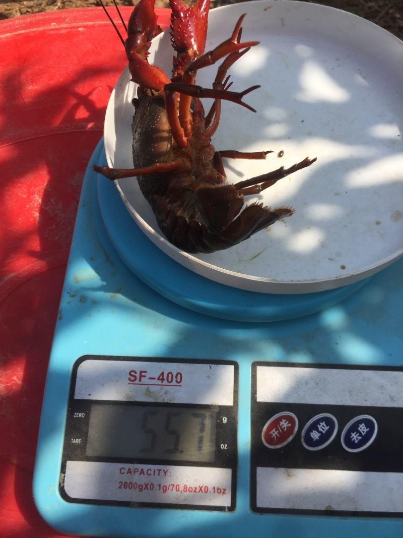 微山湖清水小龙虾肉多壳薄