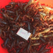 微山湖清水小龙虾肉多壳薄