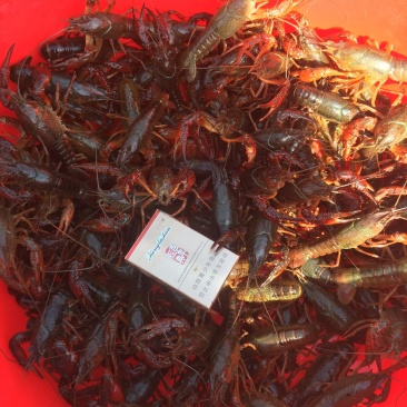 微山湖清水小龙虾肉多壳薄