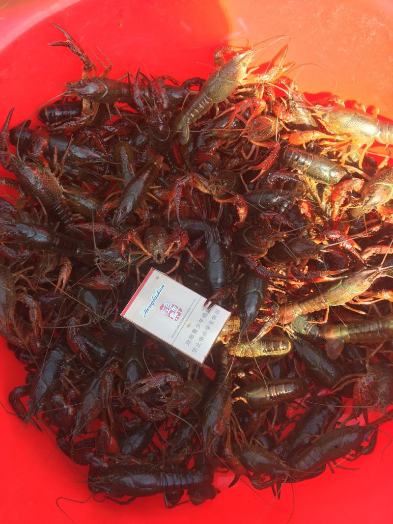 微山湖清水小龙虾肉多壳薄