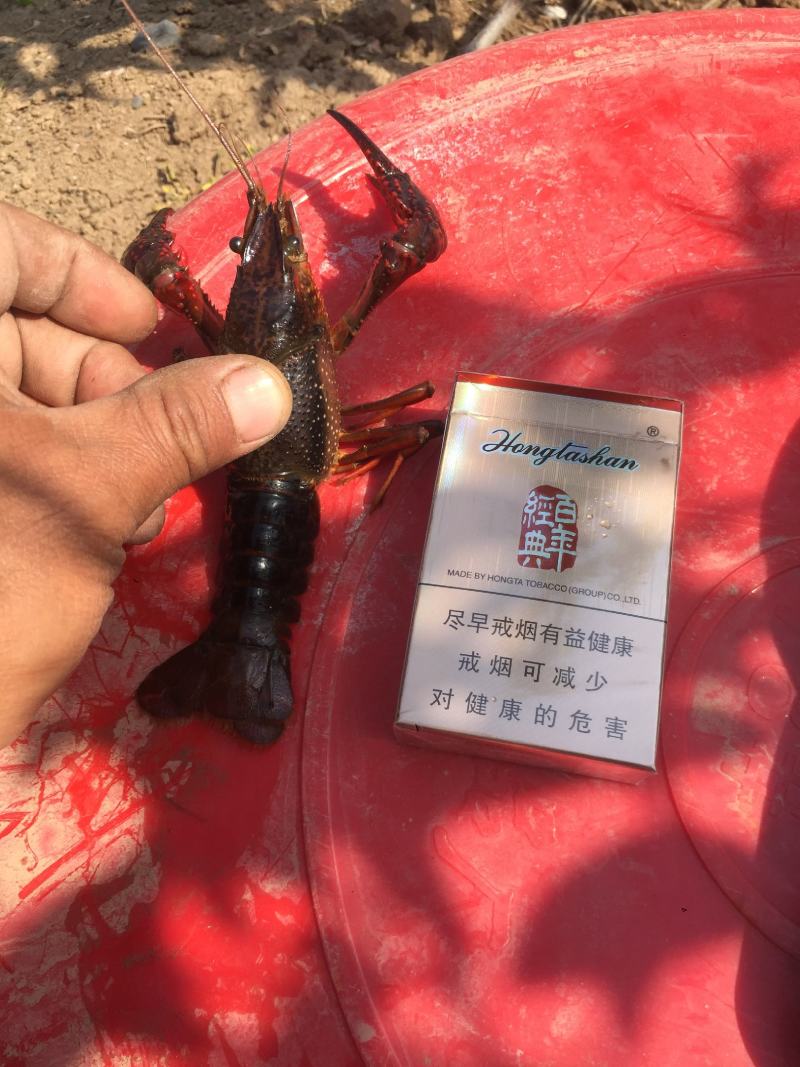微山湖清水小龙虾肉多壳薄