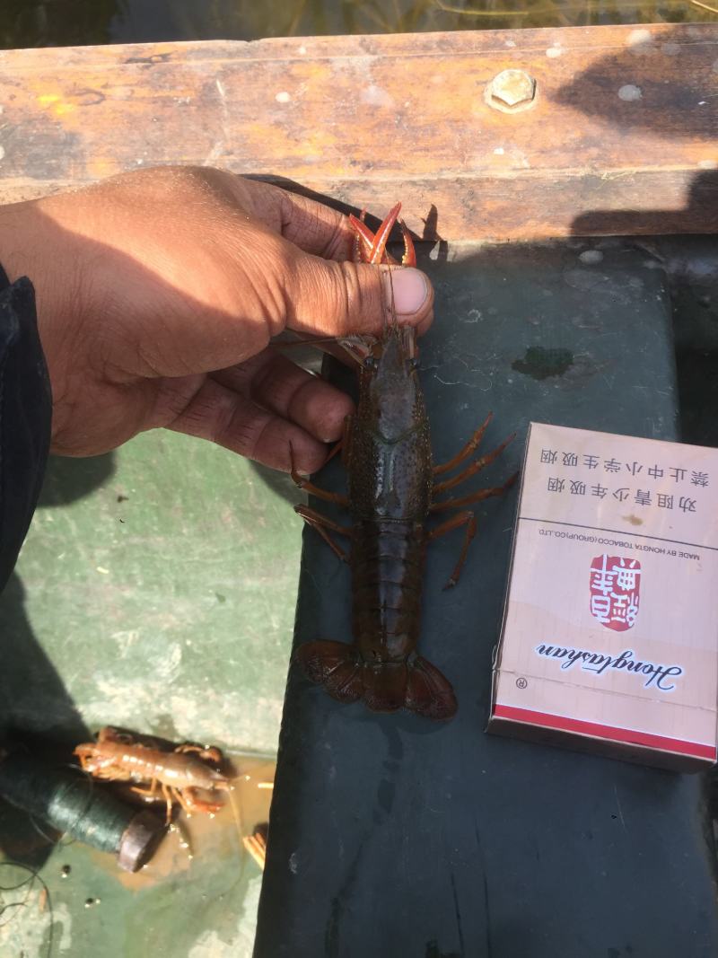 微山湖清水小龙虾肉多壳薄