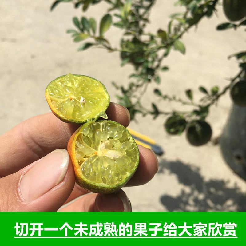 血柠檬树苗正宗嫁接澳洲指橙手指柠檬苗当年结果带果发货耐寒