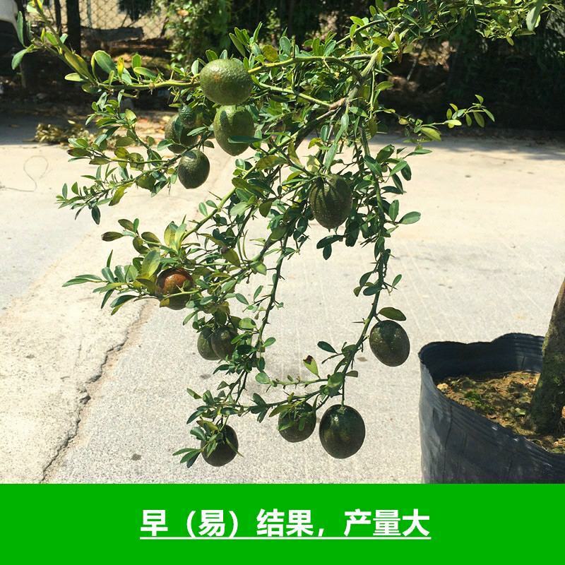 血柠檬树苗正宗嫁接澳洲指橙手指柠檬苗当年结果带果发货耐寒
