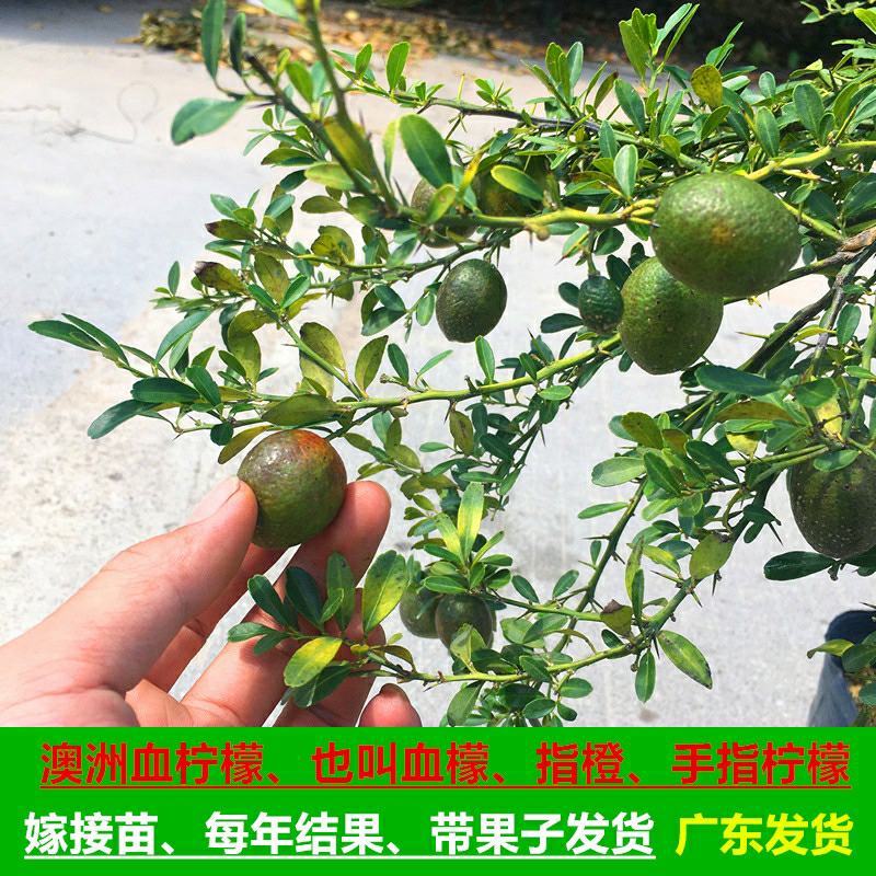血柠檬树苗正宗嫁接澳洲指橙手指柠檬苗当年结果带果发货耐寒