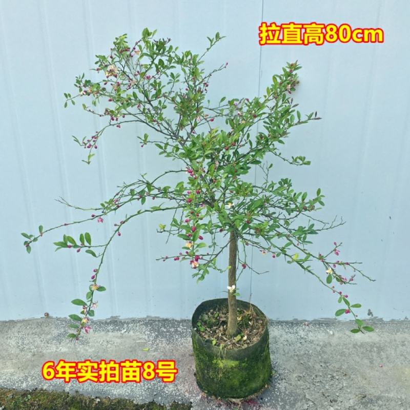 血柠檬树苗正宗嫁接澳洲指橙手指柠檬苗当年结果带果发货耐寒