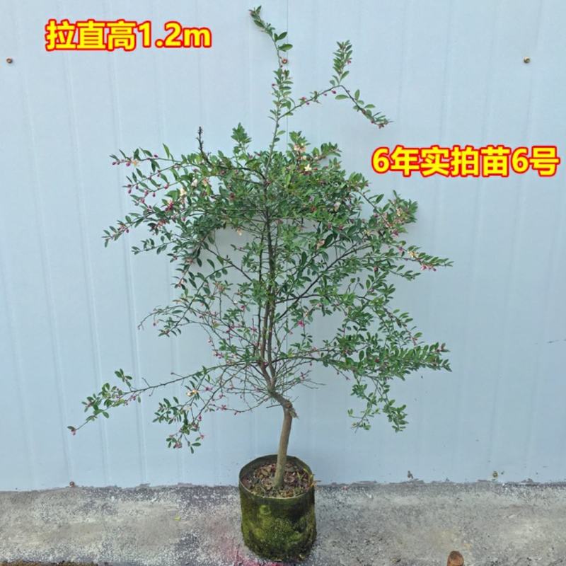 血柠檬树苗正宗嫁接澳洲指橙手指柠檬苗当年结果带果发货耐寒