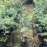 血柠檬树苗正宗嫁接澳洲指橙手指柠檬苗当年结果带果发货耐寒