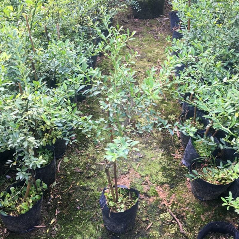 血柠檬树苗正宗嫁接澳洲指橙手指柠檬苗当年结果带果发货耐寒