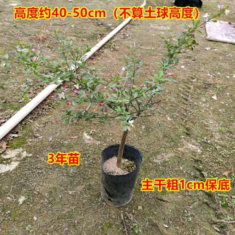 血柠檬树苗正宗嫁接澳洲指橙手指柠檬苗当年结果带果发货耐寒