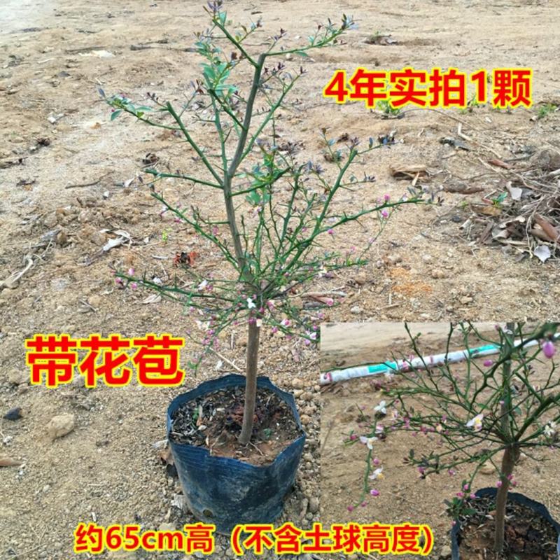 血柠檬树苗正宗嫁接澳洲指橙手指柠檬苗当年结果带果发货耐寒