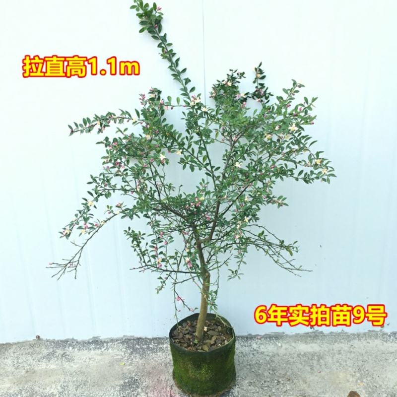 血柠檬树苗正宗嫁接澳洲指橙手指柠檬苗当年结果带果发货耐寒