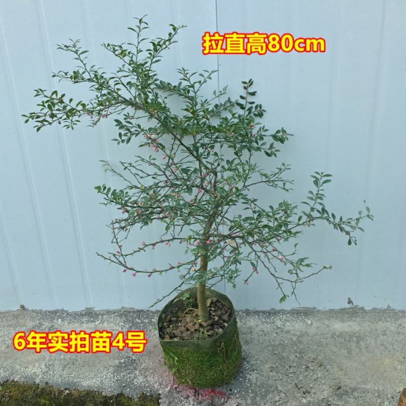 血柠檬树苗正宗嫁接澳洲指橙手指柠檬苗当年结果带果发货耐寒