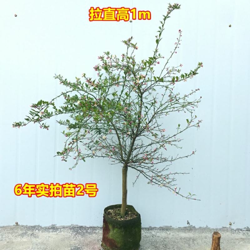 血柠檬树苗正宗嫁接澳洲指橙手指柠檬苗当年结果带果发货耐寒