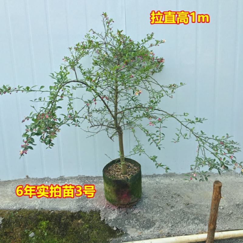 血柠檬树苗正宗嫁接澳洲指橙手指柠檬苗当年结果带果发货耐寒
