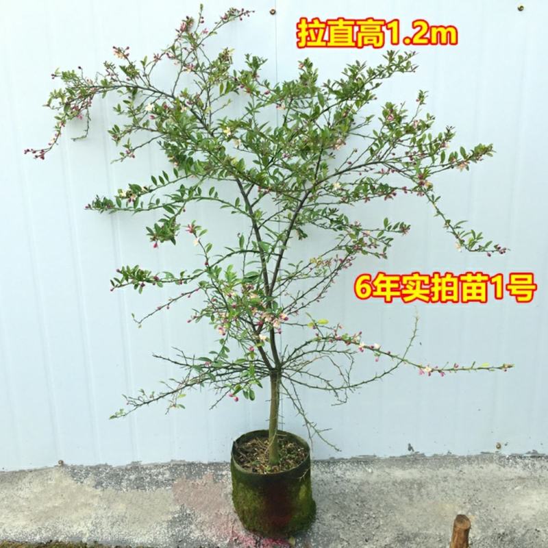 血柠檬树苗正宗嫁接澳洲指橙手指柠檬苗当年结果带果发货耐寒