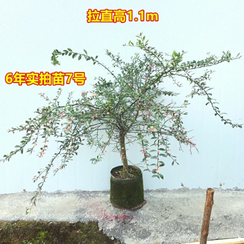 血柠檬树苗正宗嫁接澳洲指橙手指柠檬苗当年结果带果发货耐寒
