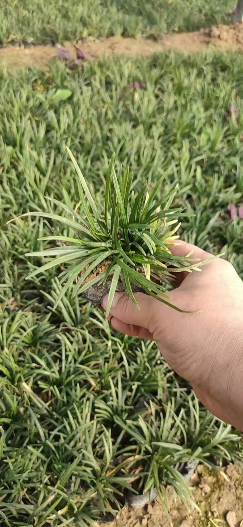 玉龙草又名矮麦冬，基地常年销售，支持线上交易