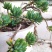 原木水杉各型号原木边筏边卖