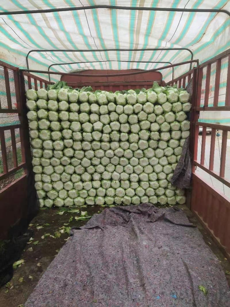产地山东省临沂市兰陵县黄心白菜大量有货了无烧心
