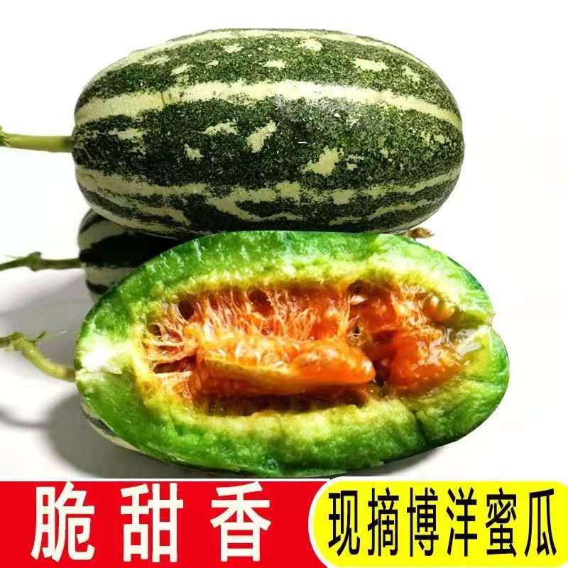 博洋甜瓜，羊角脆等大量供货，产地直发，保质保量