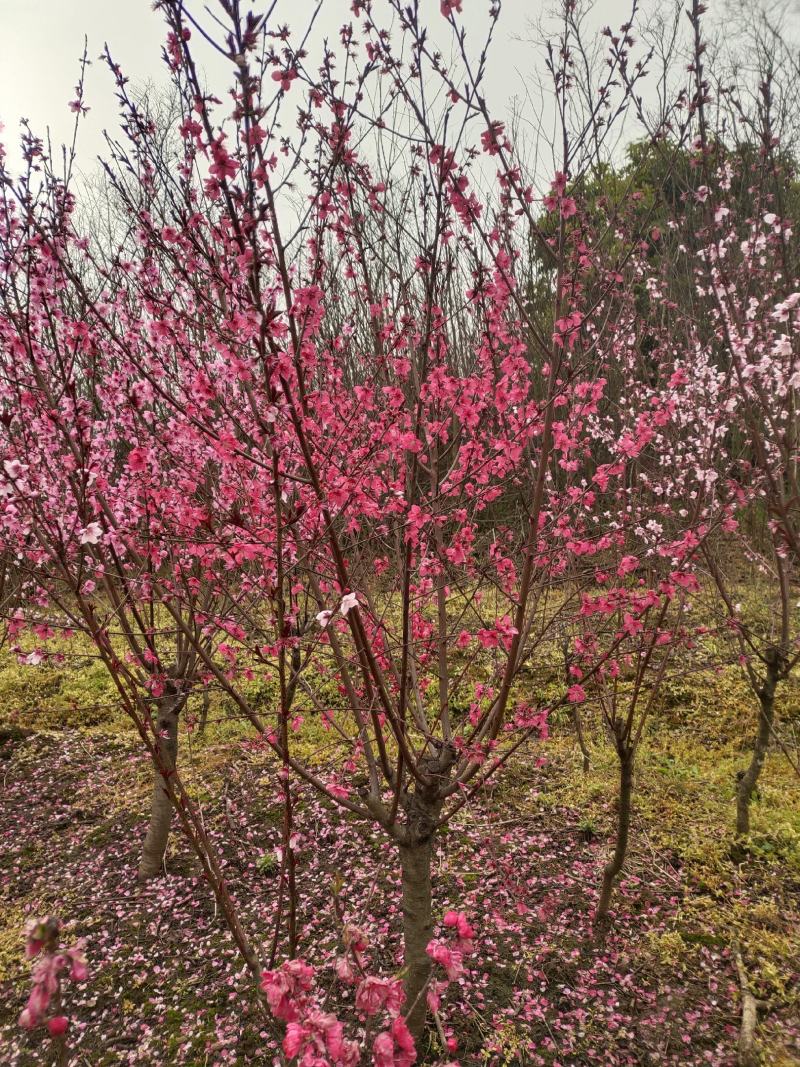红叶碧桃，苗圃常年出售各种规格的红叶碧桃。