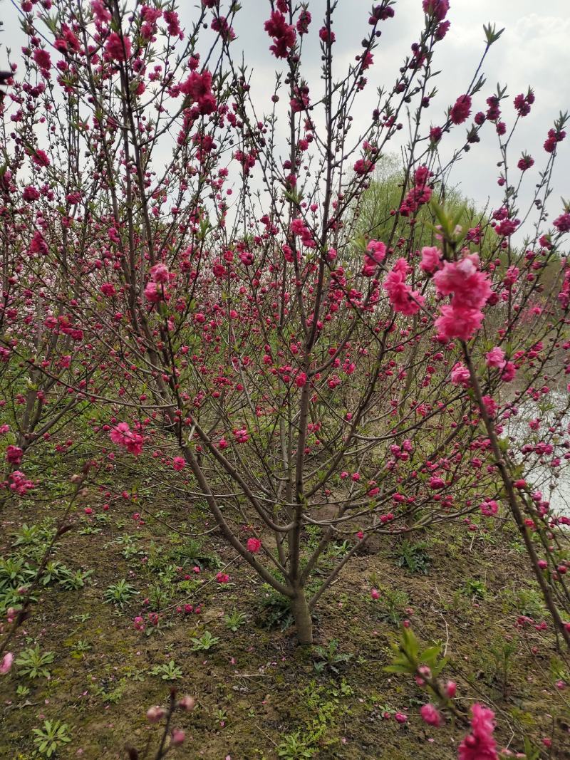 红叶碧桃，苗圃常年出售各种规格的红叶碧桃。