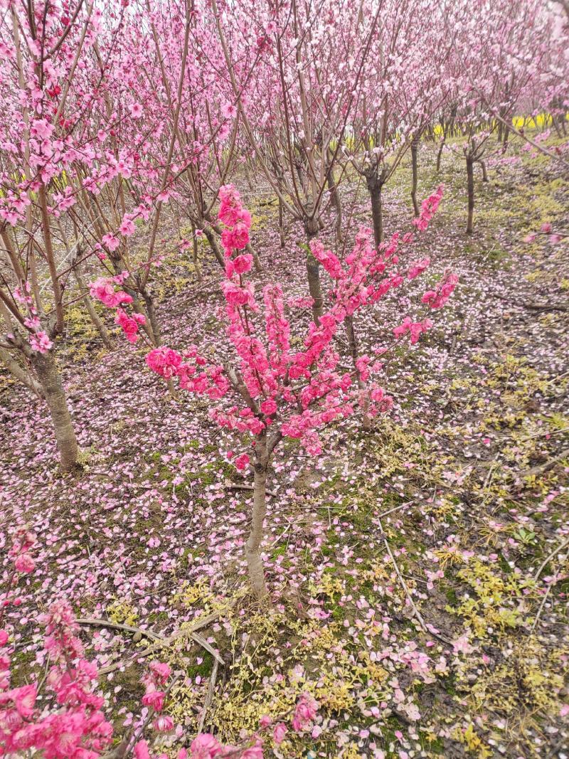 红叶碧桃，苗圃常年出售各种规格的红叶碧桃。