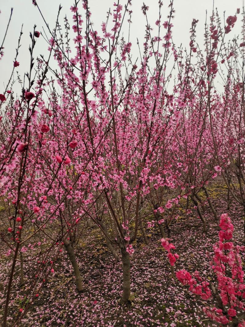 红叶碧桃，苗圃常年出售各种规格的红叶碧桃。