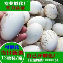 自家散养新鲜鹅蛋种蛋受精蛋可孵化也可以单买12个