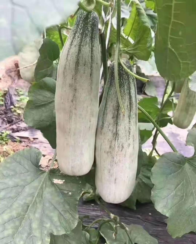 山东临沂头茬羊角蜜，产地直发，脆香爽口品质保证