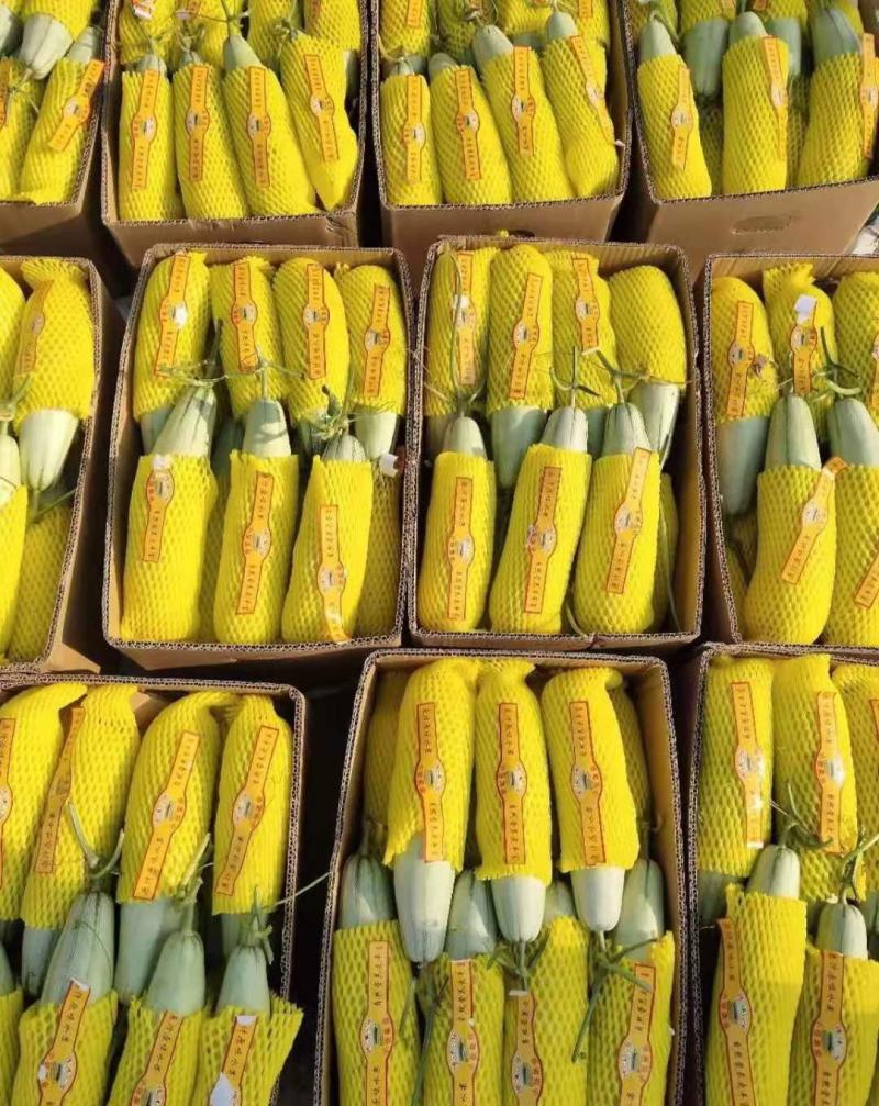 山东临沂头茬羊角蜜，产地直发，脆香爽口品质保证