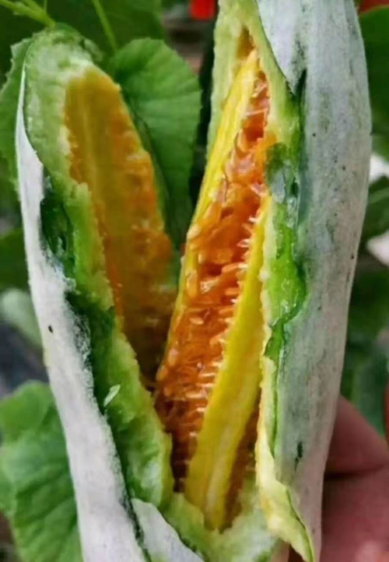 山东临沂头茬羊角蜜，产地直发，脆香爽口品质保证