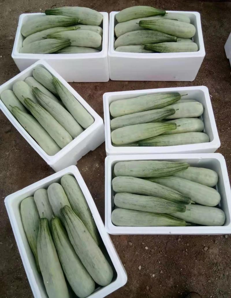 山东临沂头茬羊角蜜，产地直发，脆香爽口品质保证