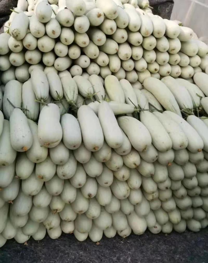 山东临沂头茬羊角蜜，产地直发，脆香爽口品质保证