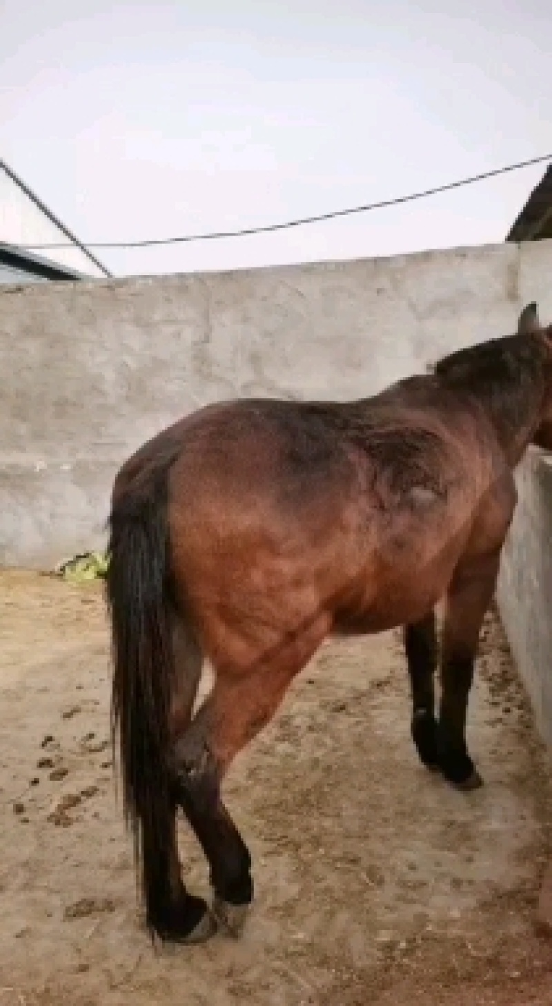 山区农民载驮物品的骡子，旅游观光拉车的骡子
