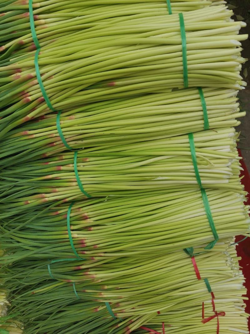 蒜苔，大量上市价格优惠