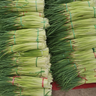 蒜苔，大量上市价格优惠