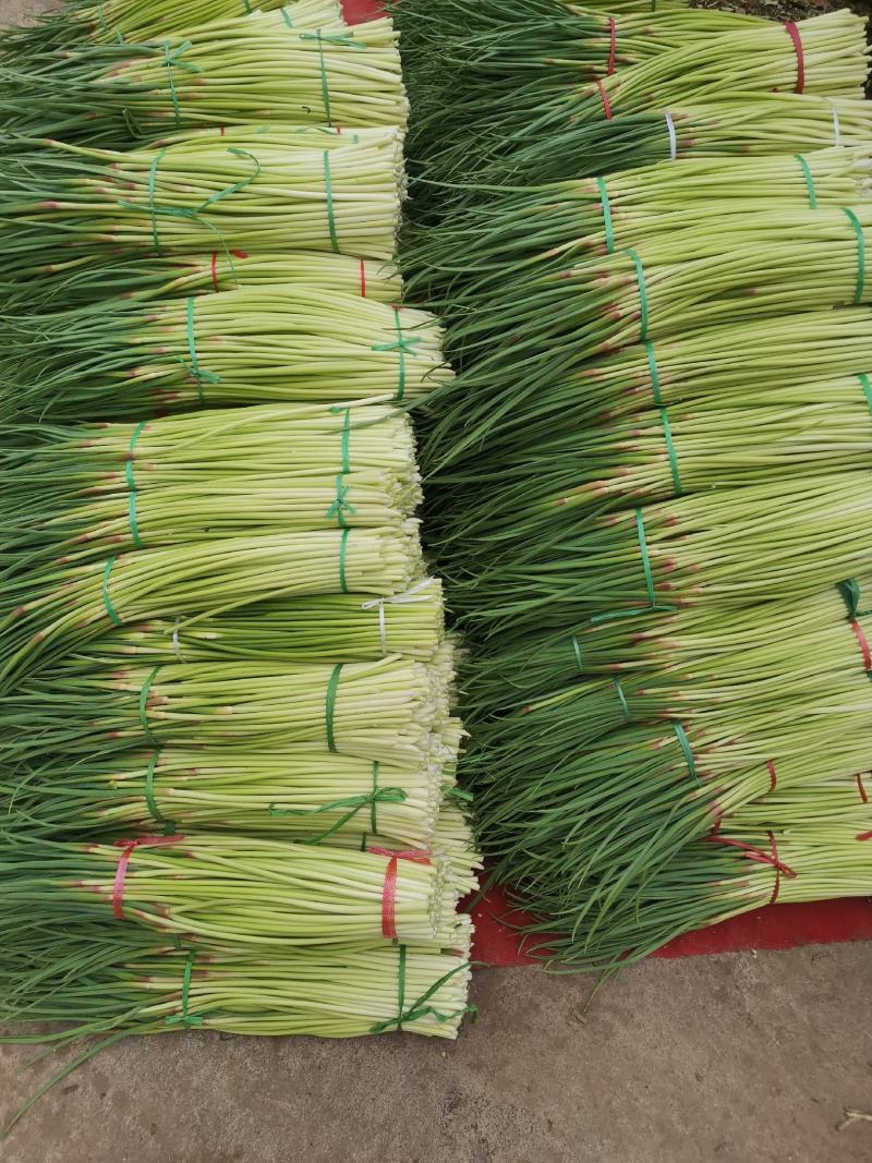 蒜苔，大量上市价格优惠