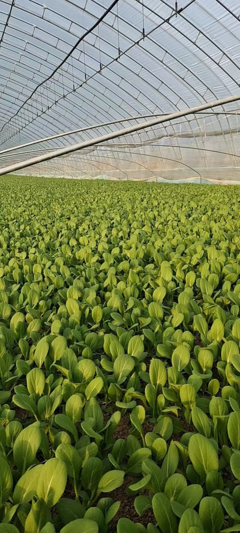 常年供应，曹县油菜上海青基地直供，量大从优，全国代发