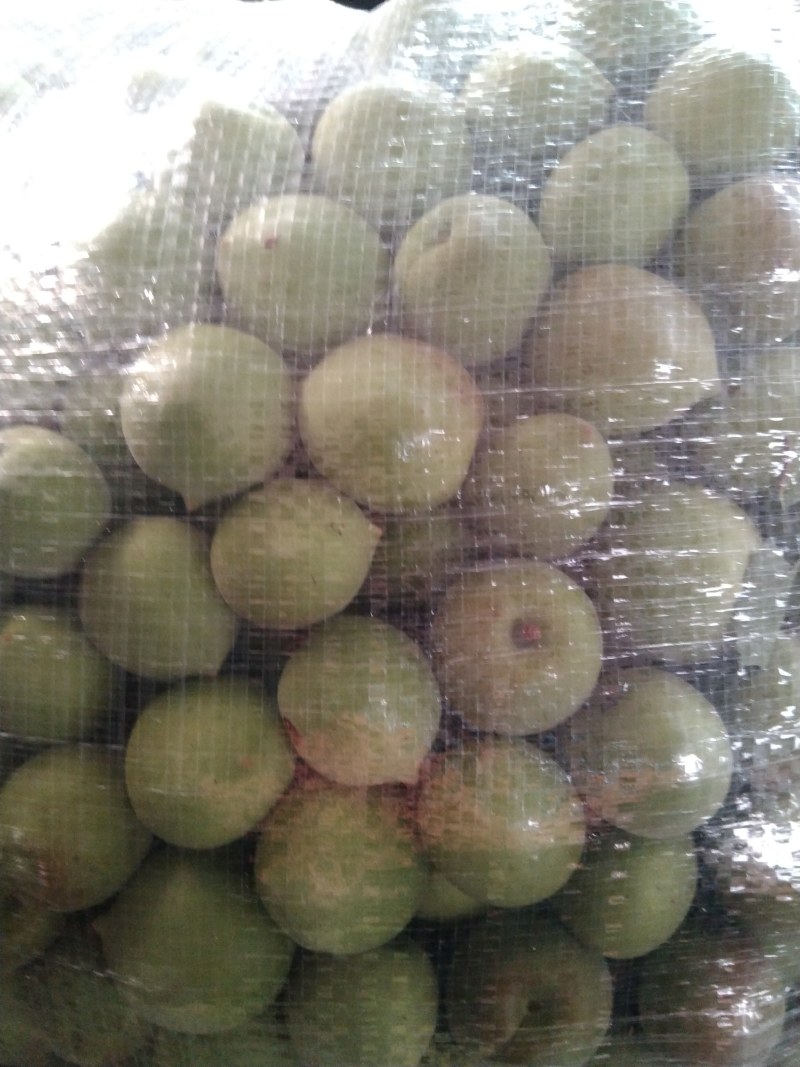 青梅青梅大量上市量大可议