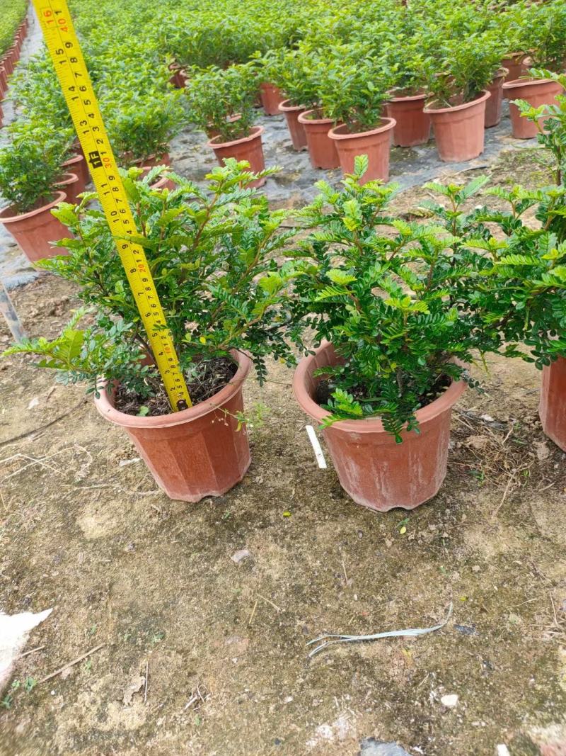 基地直销各规格清香木，规格齐全。量大从优