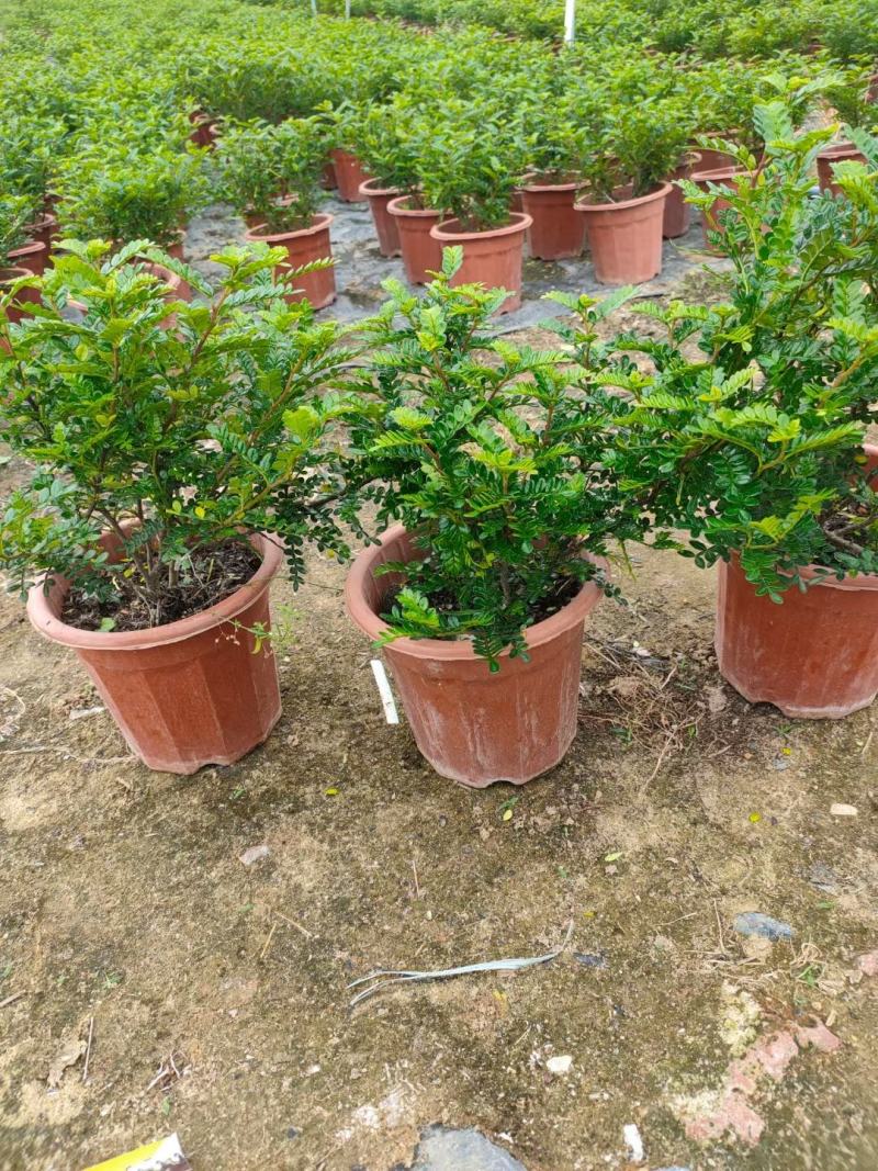 基地直销各规格清香木，规格齐全。量大从优