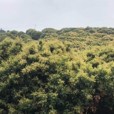 深山放养蜂蜜（罗定市行海农业中蜂养殖基地直供春蜜和冬蜜）