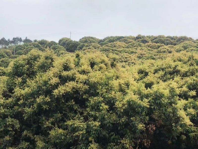 深山放养蜂蜜（罗定市行海农业中蜂养殖基地直供春蜜和冬蜜）