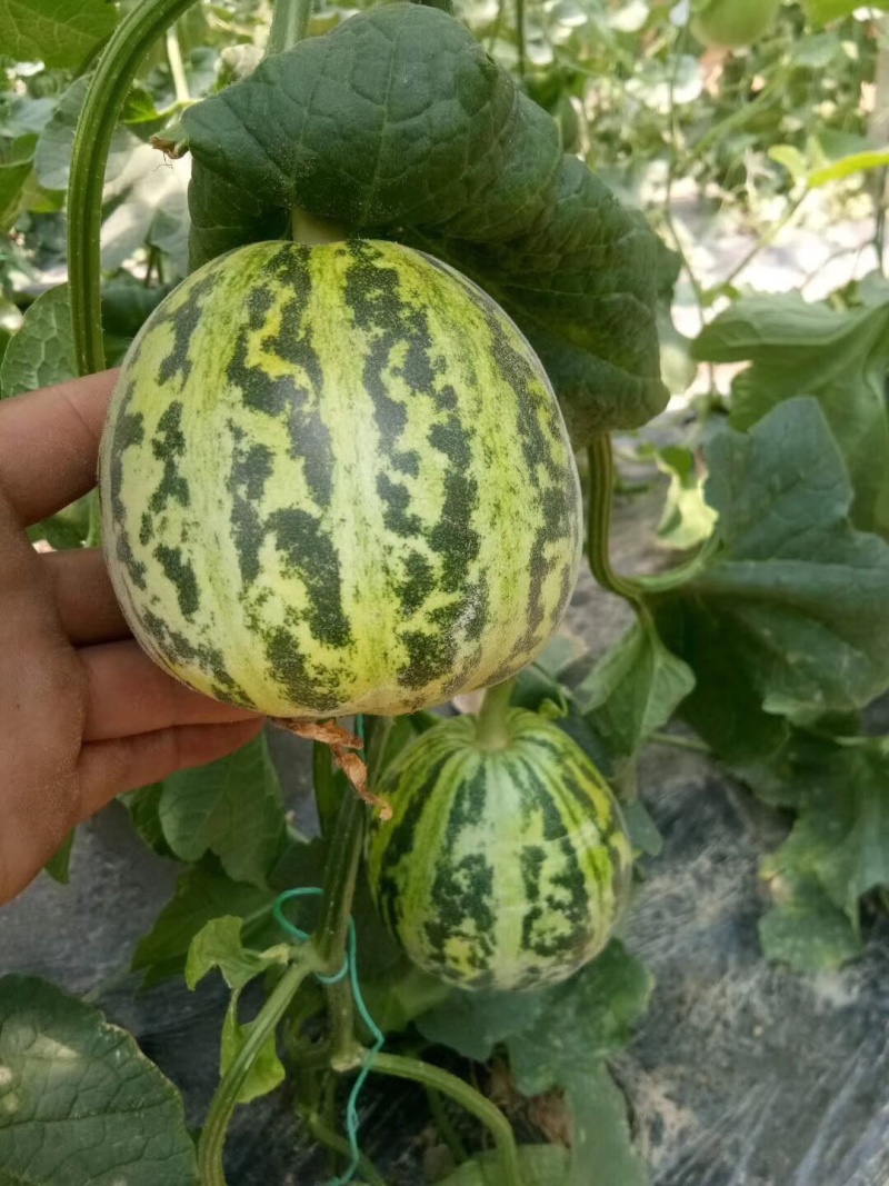 花蕾甜瓜。产地代收各种瓜果、诚信经营、