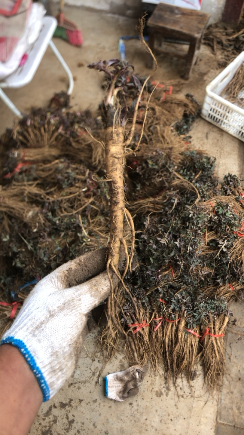 肉独活苗，辛辛苦苦大半年，不知道啊