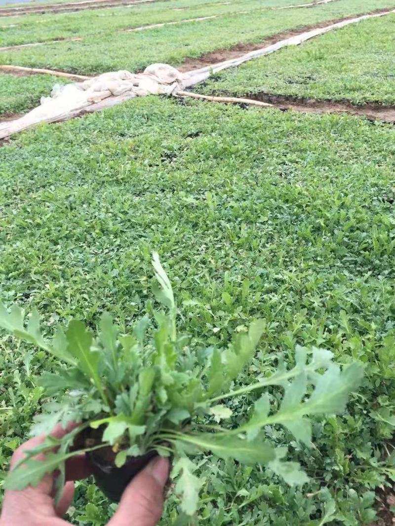 冰岛虞美人基地自销山东青州供应各种地被草花绿化苗木