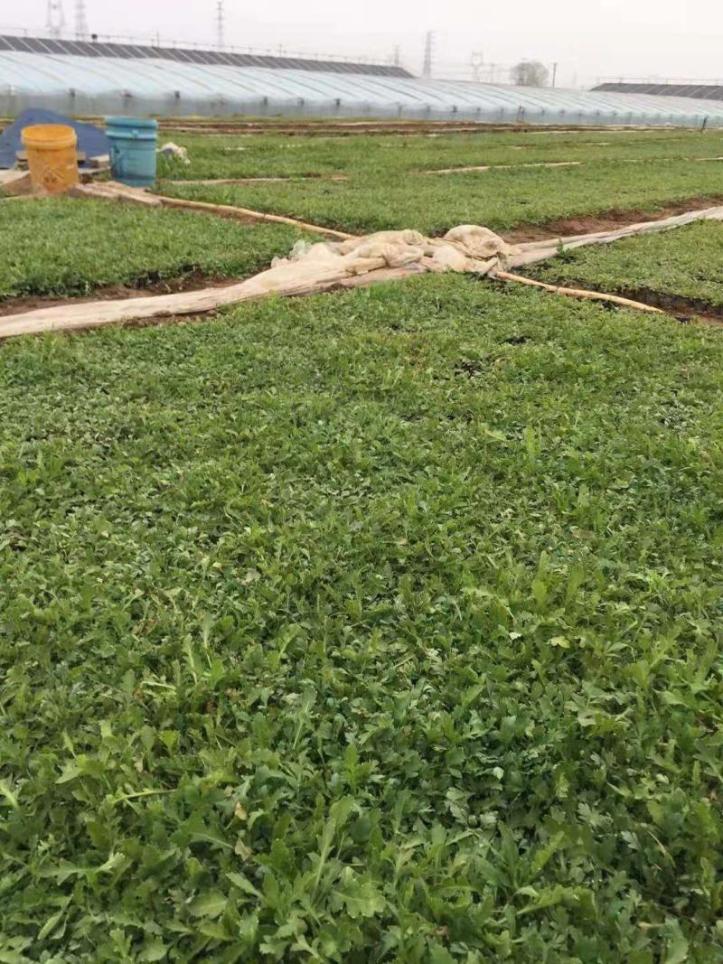 冰岛虞美人基地自销山东青州供应各种地被草花绿化苗木