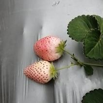 淡雪草莓大量上市，有要的可以了